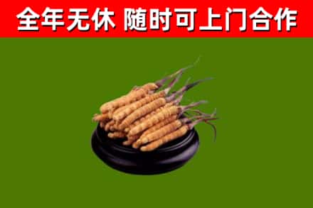 江西省回收冬虫夏草