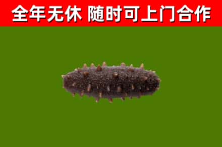 江西省回收海参干